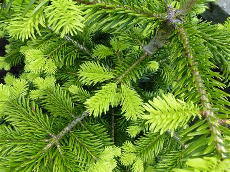 Free Stock Photo 12926 Fresh Evergreen Conifer Foliage Freeimageslive