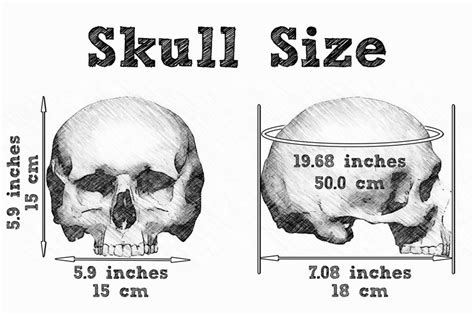 Male Human Skull Replica Etsy