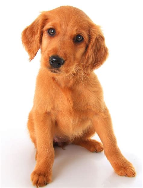 The golden retriever, an exuberant scottish gundog of great beauty, stands among america's most popular dog breeds. Golden Irish in 2020 | Golden retriever, Red retriever puppy, Red retriever