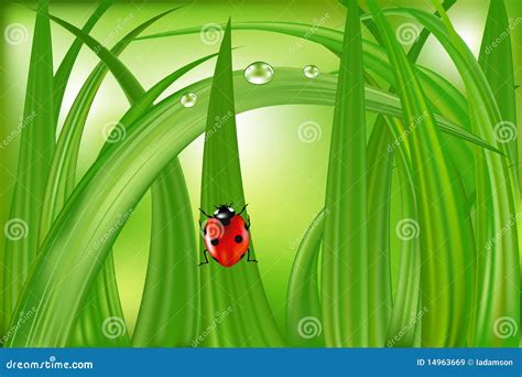 Ladybug On Green Grass Vector 14963669