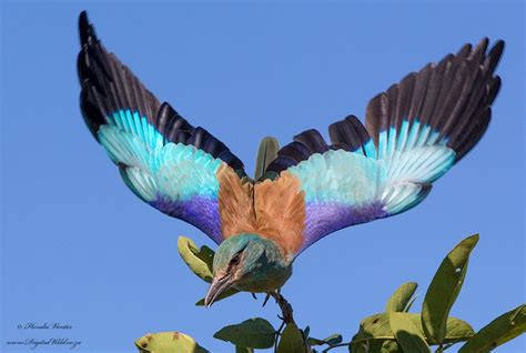 17 Best Images About Birds Beautiful Wings Colorful Birds On