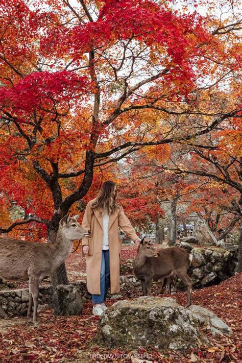 Japan Autumn Packing List What To Wear In Fall — Bronwyn Townsend