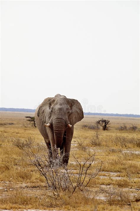 Old African Elephant Loxodonta Africana Bush In The Etosha National