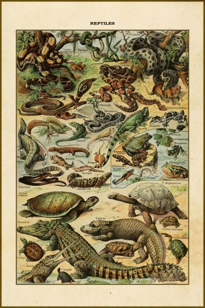 Reptiles Vintage Art Poster Free Stock Photo Public Domain Pictures