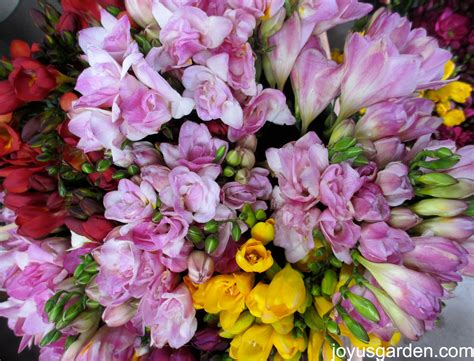 We did not find results for: Buckets of sweet smelling Freesias. (With images ...