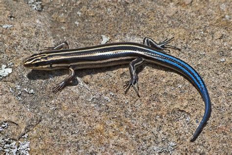 Blue Tailed Skink Facts Habitat Diet Life Cycle Baby