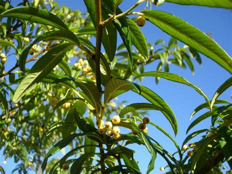 Cotoneaster Salicifolius Exburiensis Grows On You