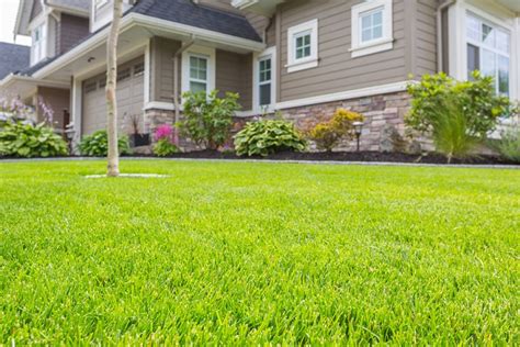 10 Types Of Grass For Your Lawn