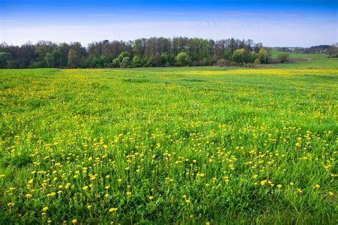 Spring Meadow Covered With Dandelions Stock Image Image Of April
