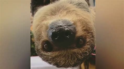 Elmwood Park Zoo Welcomes Baby Sloth And You Can Name Her Nbc10