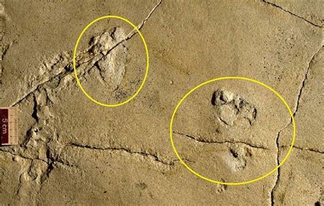 Human Footprints Fossil Estimated At Million Years Old May