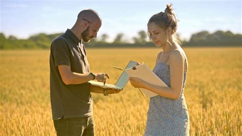 Agronomists Working In Wheat Field At Summer Stock Footage Sbv