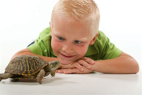 Pet Turtles That Stay Small And Look Cute Forever Pet Turtle Turtles That Stay Small Turtle