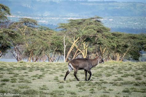 Why To Visit Lake Naivasha Kenya