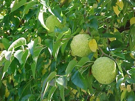 Research And Shopping Online 10 Seeds Maclura Pomifera Osage Orange