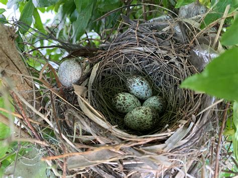 Northern Cardinal Nest But One Egg Is Different And Rejected Is It A