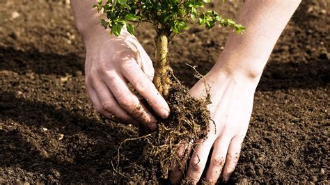 Tree Planting And Care At
