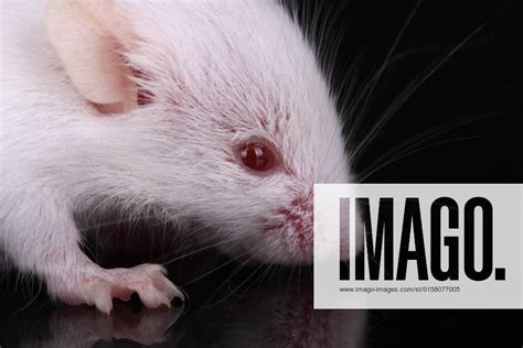 A Little White Mouse With Red Eyes 3320197  Albinism Albino
