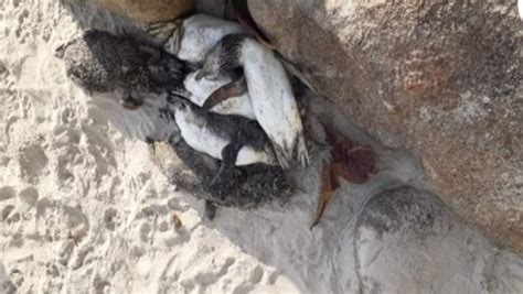 Animais Marinhos S O Encontrados Mortos Em Praia Da Regi O Topelegance