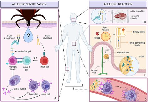 Frontiers The α Gal Syndrome And Potential Mechanisms