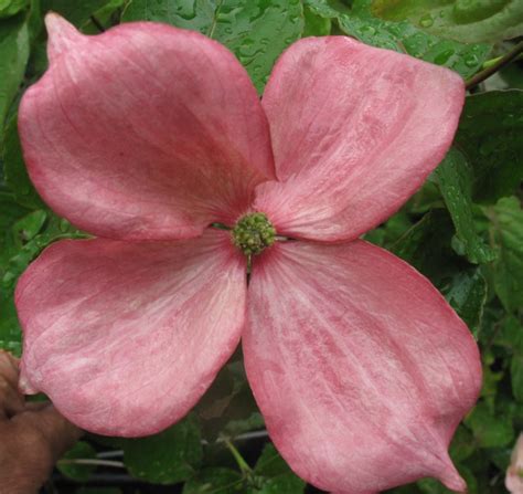 Cornus ‘rosy Teacups Kiefer Nursery Trees Shrubs Perennials