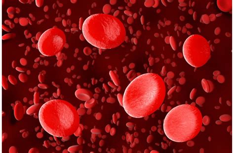Sel Darah Merah Eritrosit Pengertian Ciri Ciri Dan Fungsi