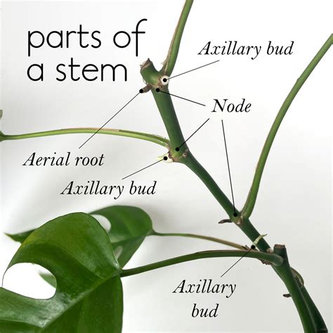 What Are The Parts Of A Stem Lovethatleaf