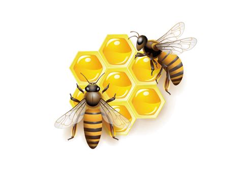 Honey Bee Clip Art Vector Bee Png Download 842596 Free