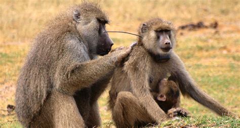 Strong Social Bonds Help Lady Baboons Live Longer Science News