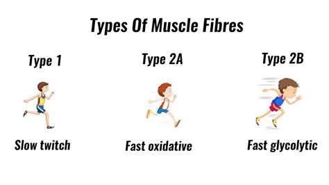 Types Of Muscle Fibres Fast Twitch Slow Twitch Gcse Pe Youtube