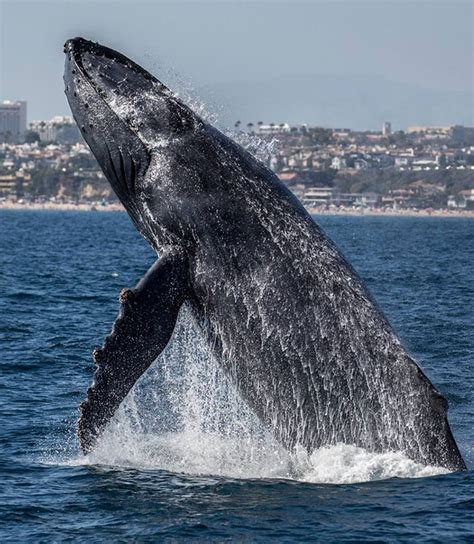 Top Wildlife Spotting Hotspots Along The California Coast