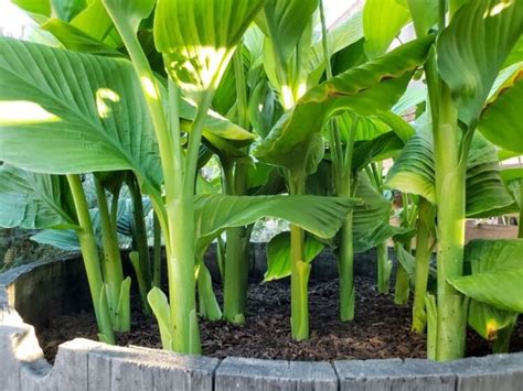 Plante curcuma réussir sa culture au jardin et en conteneur