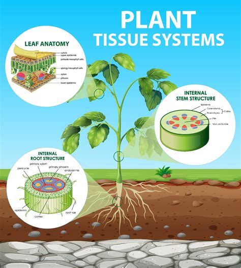 Diagram Showing Plant Tissue Systems 2046875 Vector Art At Vecteezy