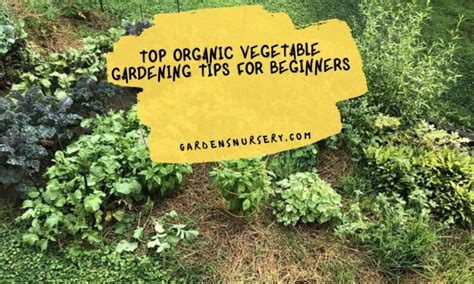 Top Organic Vegetable Gardening Tips For Beginners Gardens Nursery