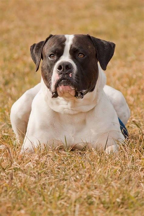 These robust, athletic dogs make great working dogs and excellent, loyal companions and competent watchdogs. American Bulldog