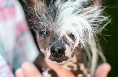 11 Quirky Facts About The Chinese Crested Mental Floss