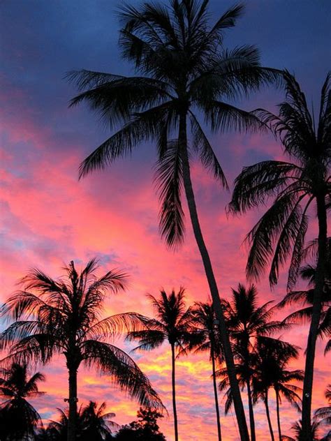 Palm Trees In The Sunset Koh Samui Palm Tree Sunset Sunset