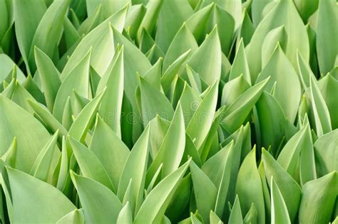 Tulip Leaf Stock Photo Image Of Background Flora Plant 18405374