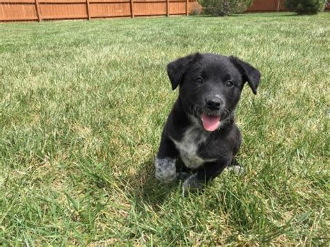 Dogs and puppies for sale in georgia. Two female Border Collie x Blue Heeler Kelpie puppies for Sale