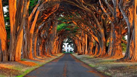 Fantastic Tree Lined Driveway Lines House Trees Driveway Hd