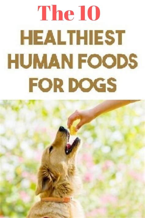 10 Healthy Human Foods Dogs Can Eat Foods Dogs Can Eat Human Food