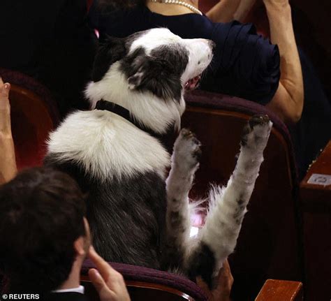 Oscars 2024 Anatomy Of A Fall Dog Messi Earns Viral Fame After Hes