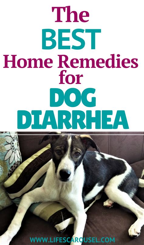 Dog Diarrhea Home Remedies 5 Best Fast Acting Remedies How To Cure