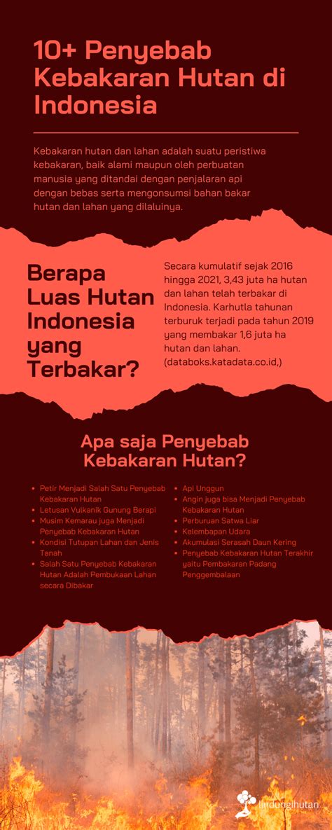 10 Penyebab Kebakaran Hutan Di Indonesia Blog LindungiHutan 2023