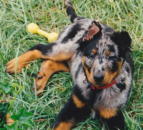 Beauceron Dog Merle Merleharlequin Beauceron Beaucerons