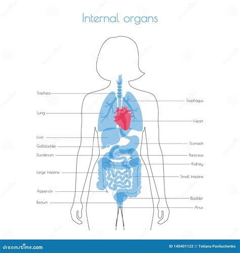 Human Internal Organs Vector Stock Vector Illustration Of Isolated