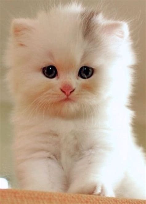 116 Best Teacup Kittens Images On Pinterest Cats Kitty Cats And Money