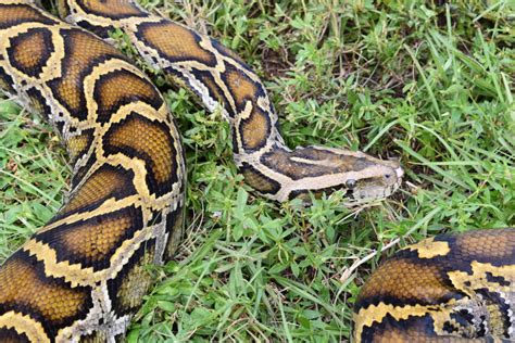 Burmese Pythons Invasive Species In Florida