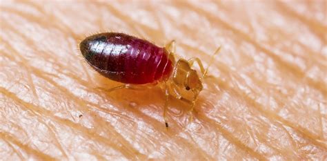 Get Expert Bed Bug Removal Services In Mcalester Ok By Local Exterminators