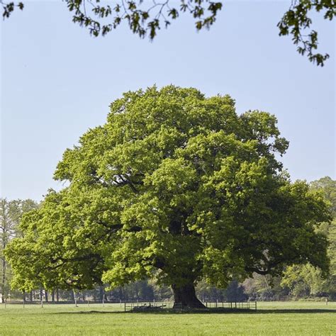 English Oak Tree Quercus Robur Roots Plants